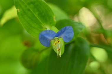 Bahçede yetişen narin mor çiçekler