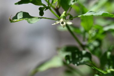 Bahçede beyaz çiçekler