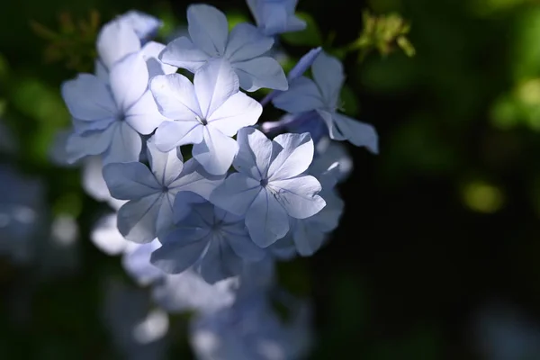 Açık Havada Yetişen Güzel Mavi Çiçekleri Kapatın — Stok fotoğraf