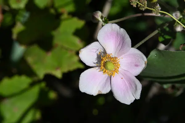 Nahaufnahme Von Rosa Blüten Die Garten Wachsen — Stockfoto