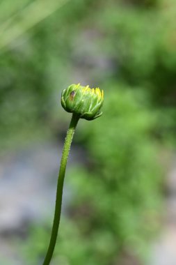 Bahçede yetişen sarı çiçekleri kapatın. 