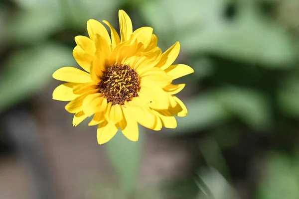 Close Yellow Flowers Growing Garden — Stock Photo, Image