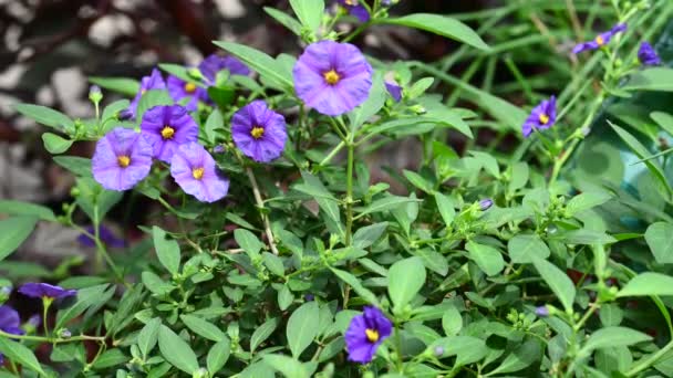 Hermosas Flores Púrpuras Que Crecen Jardín Verano Soleado Día — Vídeo de stock