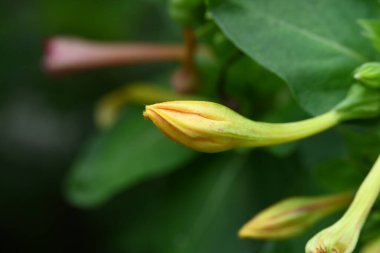 Bahçede büyüyen pembe ve sarı çiçekler