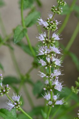 Bahçedeki küçük güzel çiçekler