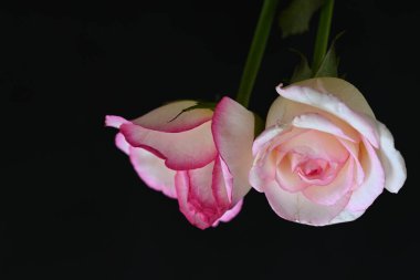 Koyu arkaplanda güzel beyaz ve pembe güller, yaz konsepti, yakın görüş