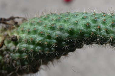 Kaktüs yakın, makro fotoğraf