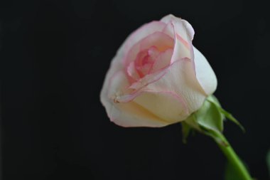 güzel beyaz ve pembe gül koyu arkaplanda, yaz konsepti, yakın görüş