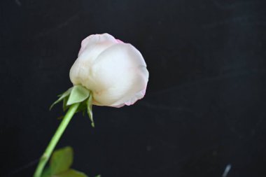 güzel beyaz ve pembe gül koyu arkaplanda, yaz konsepti, yakın görüş