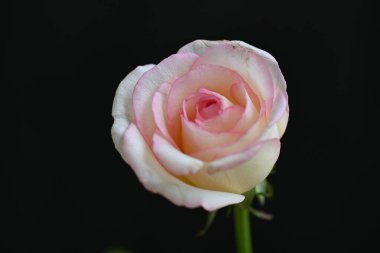 güzel beyaz ve pembe gül koyu arkaplanda, yaz konsepti, yakın görüş