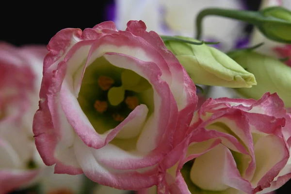 Ніжні Рожеві Квіти Ростуть Саду — стокове фото