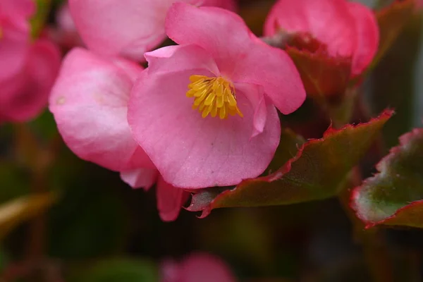 Zbliżenie Różowe Kwiaty Rośnie Ogrodzie — Zdjęcie stockowe