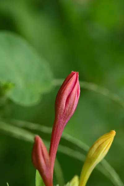 Bahçede Yetişen Pembe Çiçekler — Stok fotoğraf