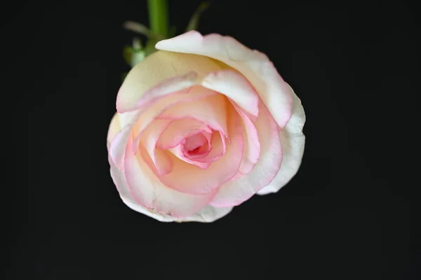 Piękna Biało Różowa Róża Ciemnym Tle Koncepcja Latem Widok Bliska — Zdjęcie stockowe