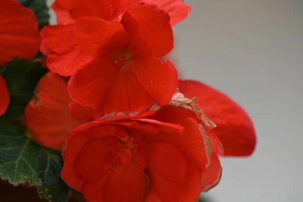 Czerwone Kwiaty Rosnące Ogrodzie — Zdjęcie stockowe