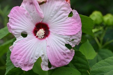 Bahçede yetişen pembe çiçeklere yakın. 