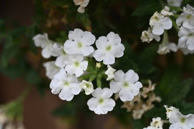 Bahçede beyaz çiçekler