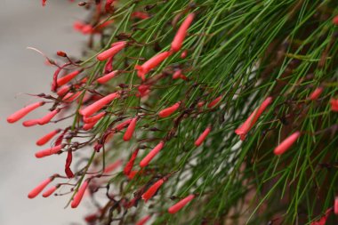 Bahçede büyüyen kırmızı çiçekler