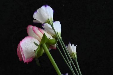 Siyah arka planda östoma çiçekleri olan pembe gül.