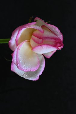 güzel beyaz ve pembe gül koyu arkaplanda, yaz konsepti, yakın görüş