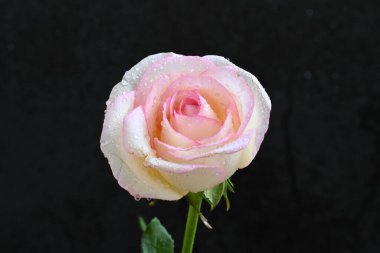 güzel beyaz ve pembe gül koyu arkaplanda, yaz konsepti, yakın görüş