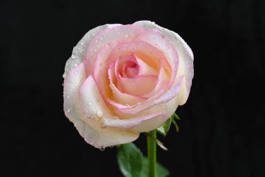 güzel beyaz ve pembe gül koyu arkaplanda, yaz konsepti, yakın görüş