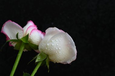 güzel beyaz ve pembe gül koyu arkaplanda, yaz konsepti, yakın görüş