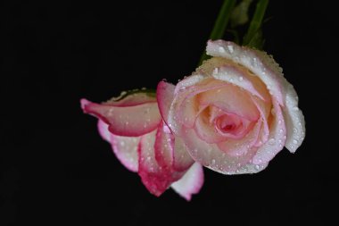 güzel beyaz ve pembe gül koyu arkaplanda, yaz konsepti, yakın görüş