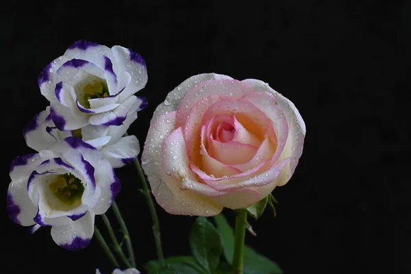 Rosa Rose Mit Eustoma Blüten Auf Schwarzem Hintergrund — Stockfoto