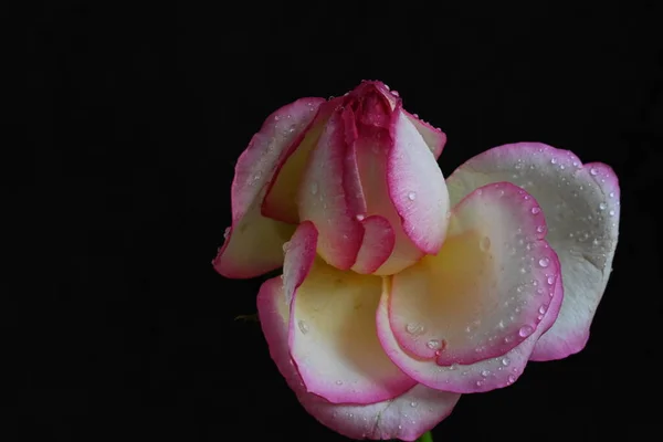 Bella Rosa Bianca Rosa Sfondo Scuro Concetto Estivo Vista Vicino — Foto Stock