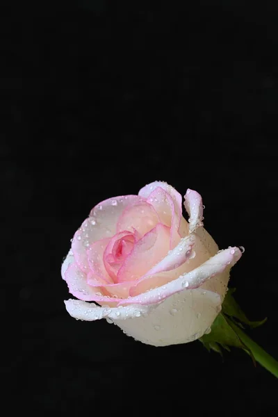 Hermosa Rosa Blanca Rosa Sobre Fondo Oscuro Concepto Verano Vista —  Fotos de Stock