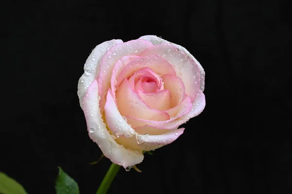 Hermosa Rosa Blanca Rosa Sobre Fondo Oscuro Concepto Verano Vista — Foto de Stock