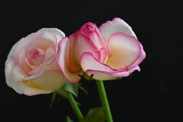 Красивая Белая Розовая Роза Темном Фоне Летняя Концепция Вид Сверху — стоковое фото