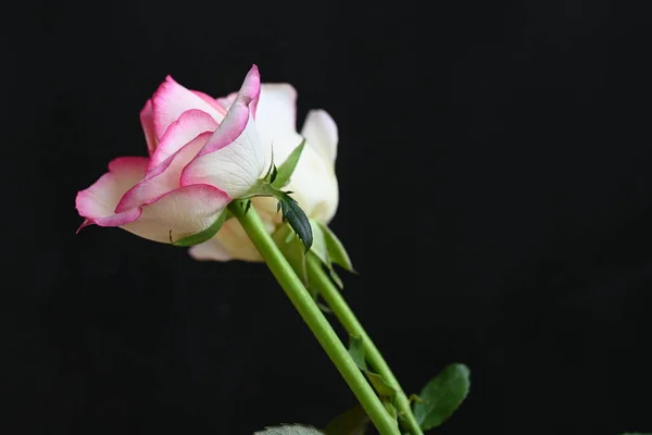 Hermosa Rosa Blanca Rosa Sobre Fondo Oscuro Concepto Verano Vista —  Fotos de Stock