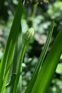 Bahçedeki yeşil bitkileri kapatın.