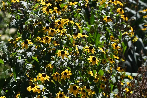 Primer Plano Hermosas Flores Amarillas Que Crecen Aire Libre — Foto de Stock