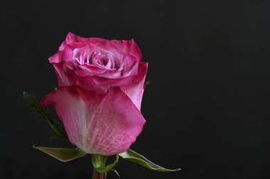 Siyah arka planda güzel pembe bir gül