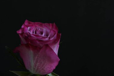 Siyah arka planda güzel pembe bir gül