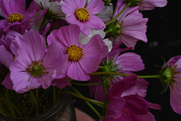 Mooie Kosmos Bloemen Donkere Achtergrond — Stockfoto