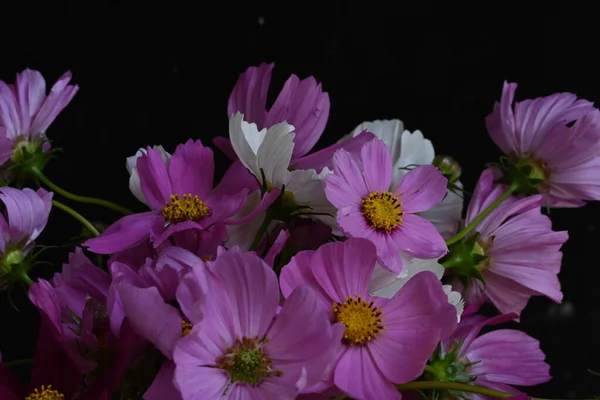 Schöne Kosmos Blumen Auf Dunklem Hintergrund — Stockfoto