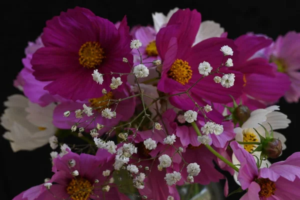Schöne Kosmos Blumen Auf Dunklem Hintergrund — Stockfoto