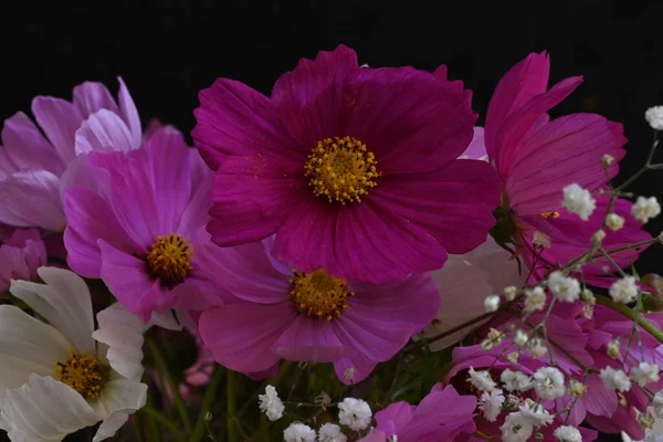Mooie Kosmos Bloemen Donkere Achtergrond — Stockfoto