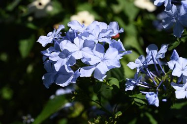 Açık havada yetişen güzel mavi çiçekleri kapatın.