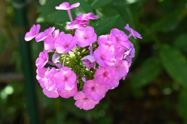 Bahçede yetişen pembe çiçekler