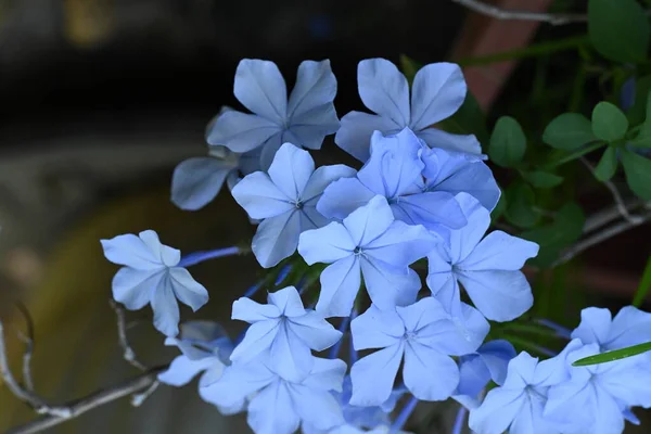 Κοντινό Πλάνο Των Όμορφων Μπλε Λουλουδιών Που Αναπτύσσονται Εξωτερικούς Χώρους — Φωτογραφία Αρχείου