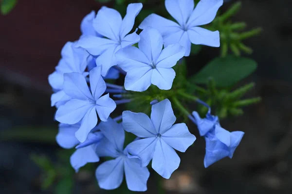 Açık Havada Yetişen Güzel Mavi Çiçekleri Kapatın — Stok fotoğraf