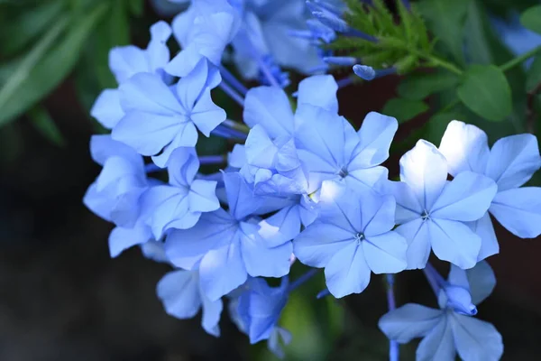 Nahaufnahme Schöner Blauer Blumen Die Freien Wachsen — Stockfoto