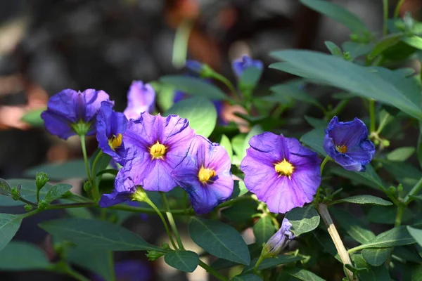 花园里长着娇嫩的紫色花朵 — 图库照片