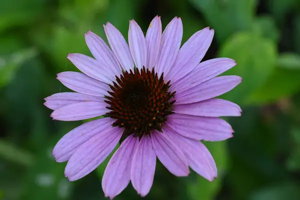 庭で成長する柔らかいピンクの花 — ストック写真