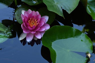 Gölette yeşil yapraklı nilüfer çiçeği